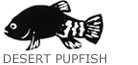 pupfish